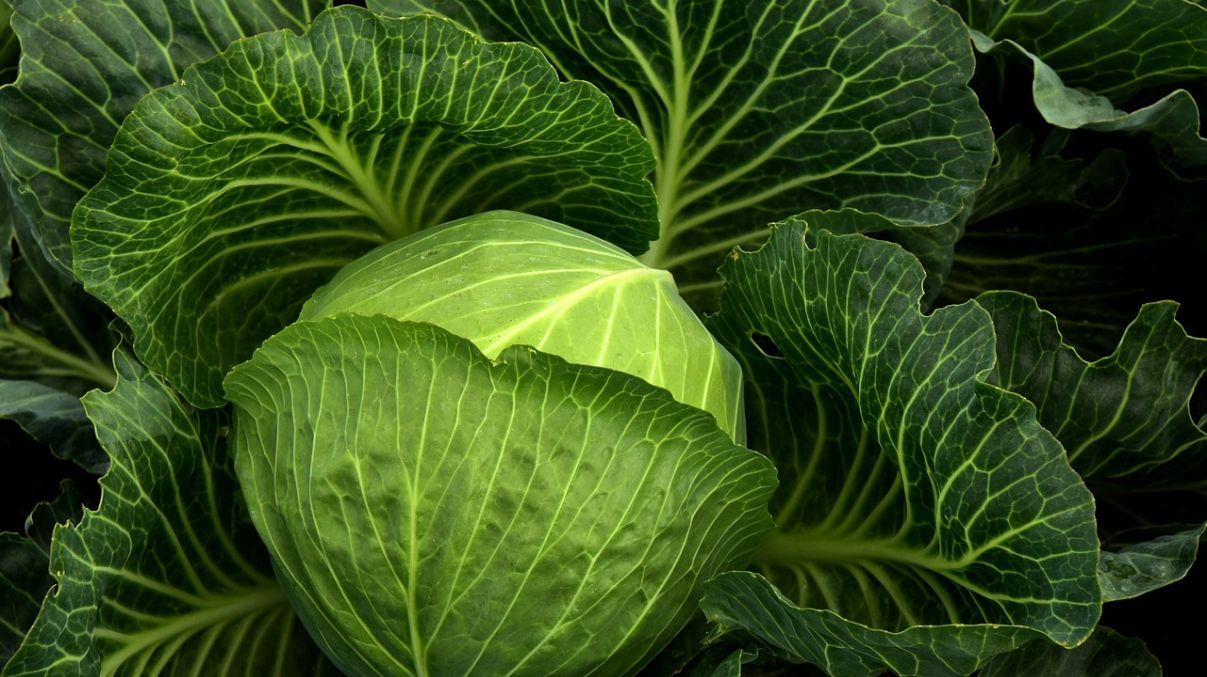 Як правильно зберігати капусту Як правильно зберігати капусту