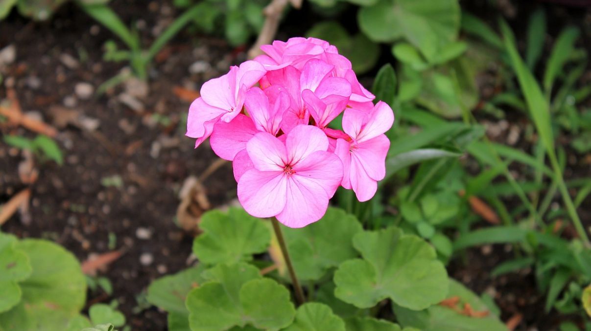 Какие растения нужно укрывать от снега Какие растения нужно укрывать от снега