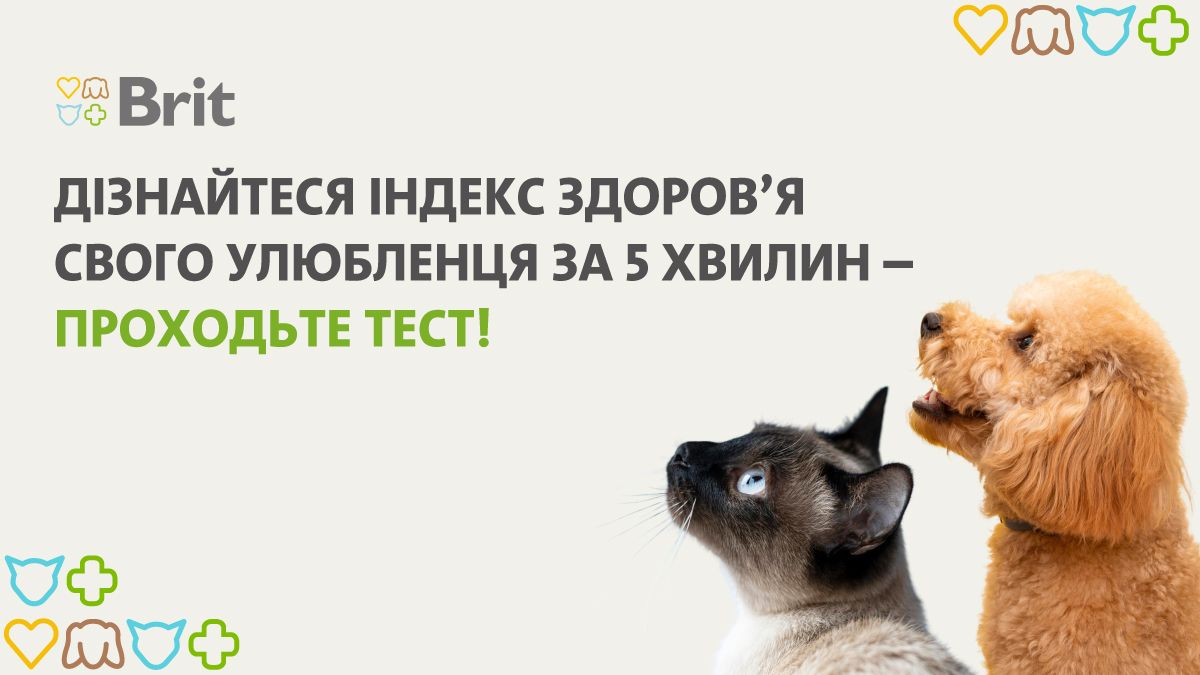 Тест, який допоможе дізнатися індекс здоров'я свого улюбленця - як пройти - Lifestyle 24 Тест, який допоможе дізнатися індекс здоров'я свого улюбленця - як пройти - Lifestyle 24