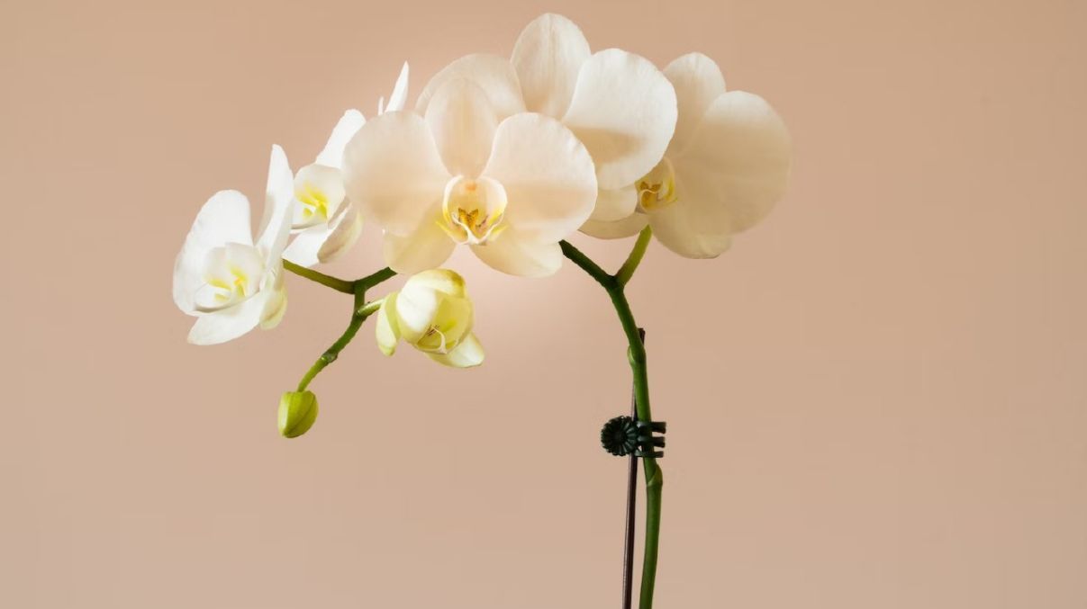 Как ускорить рост орхидеи Как ускорить рост орхидеи