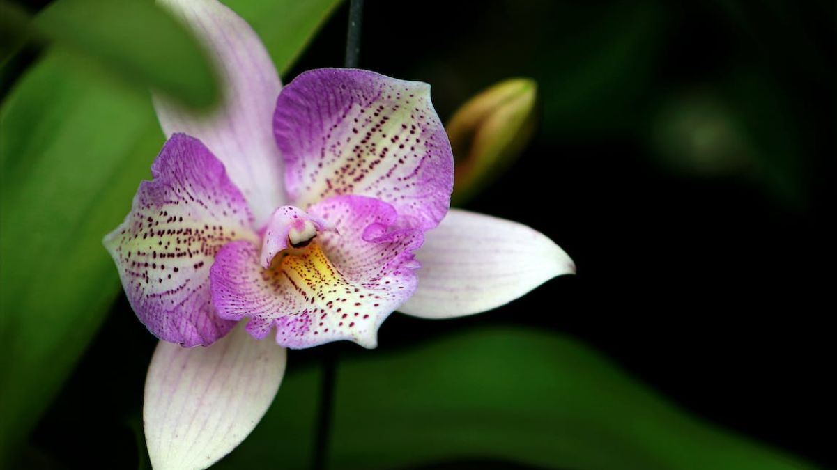 Идеальное место для орхидеи