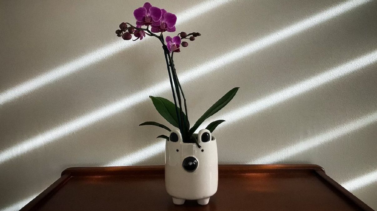 Де не можна ставити орхідею вдома Де не можна ставити орхідею вдома