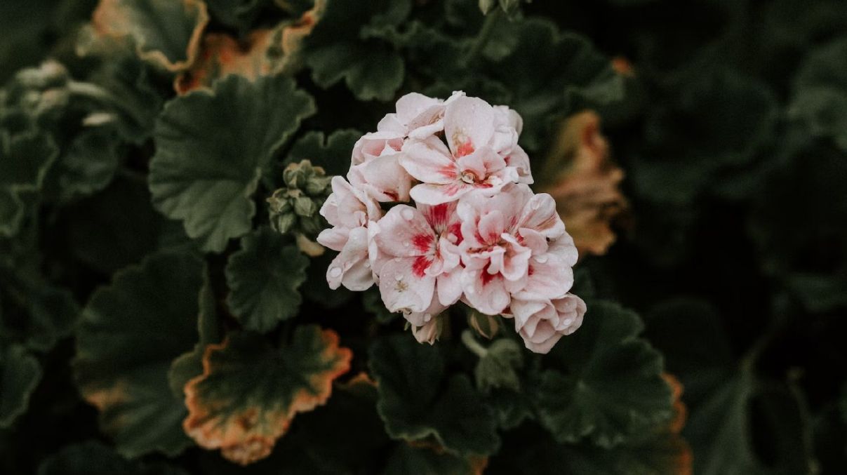 Какие растения нельзя держать дома Какие растения нельзя держать дома