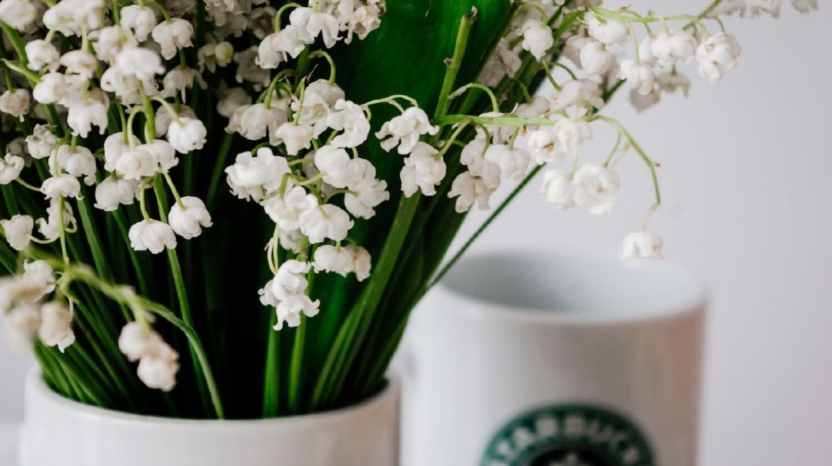 Какие вазоны купить зимой Какие вазоны купить зимой