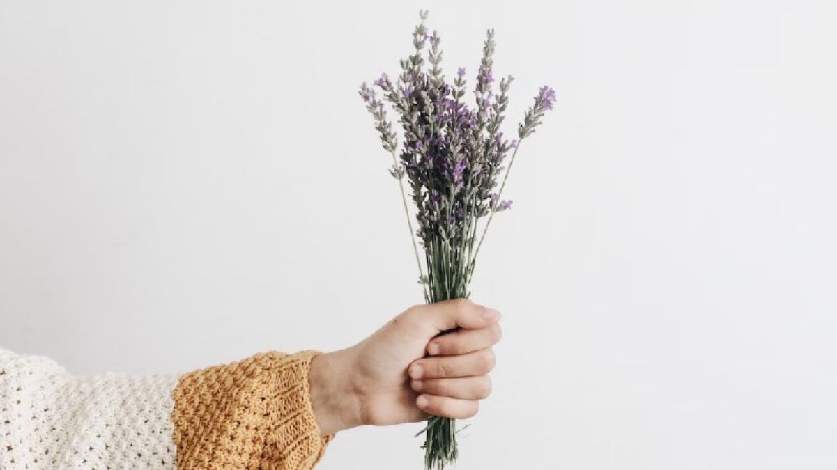 Які кімнатні рослини зміцнюють здоров'я Які кімнатні рослини зміцнюють здоров'я