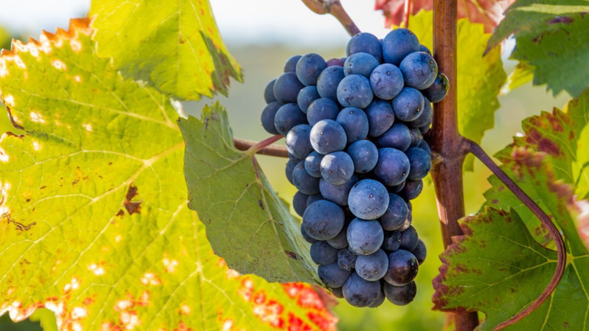 Нужно ли накрывать виноград на зиму Нужно ли накрывать виноград на зиму