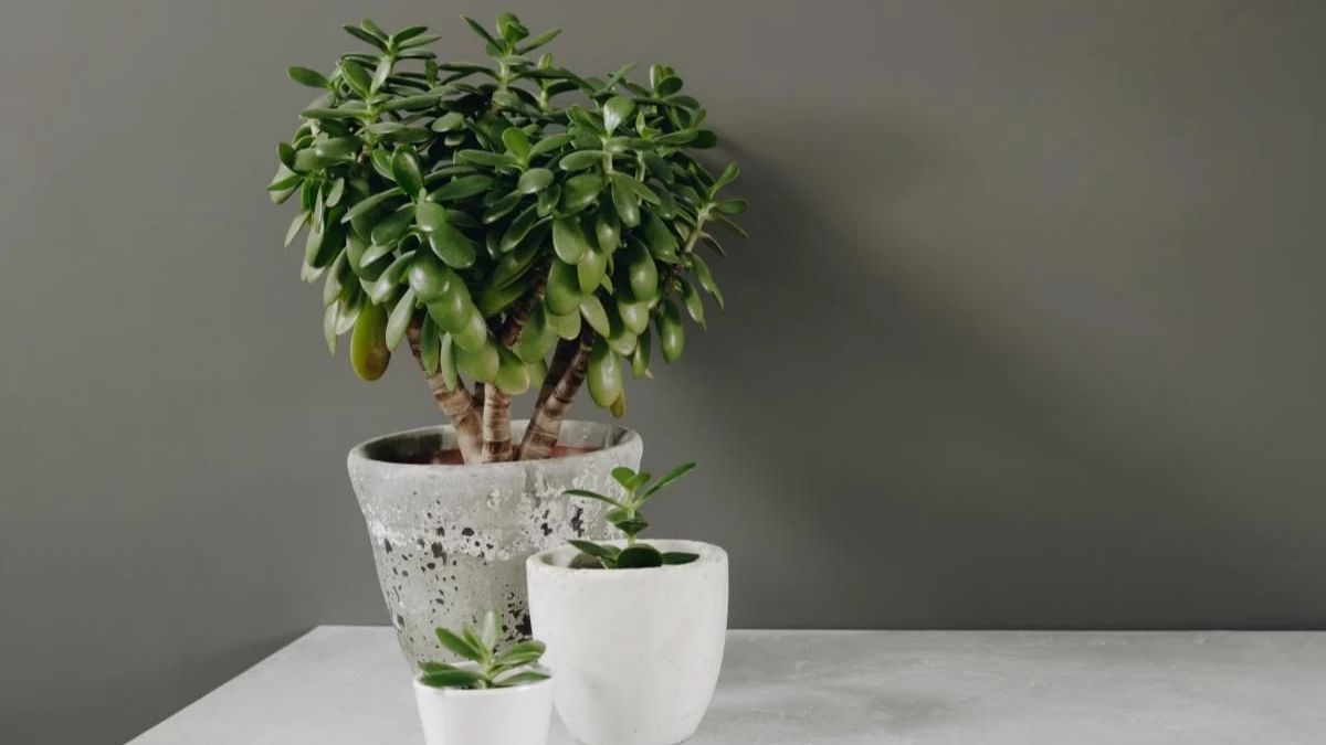 Куда поставить денежное дерево Куда поставить денежное дерево