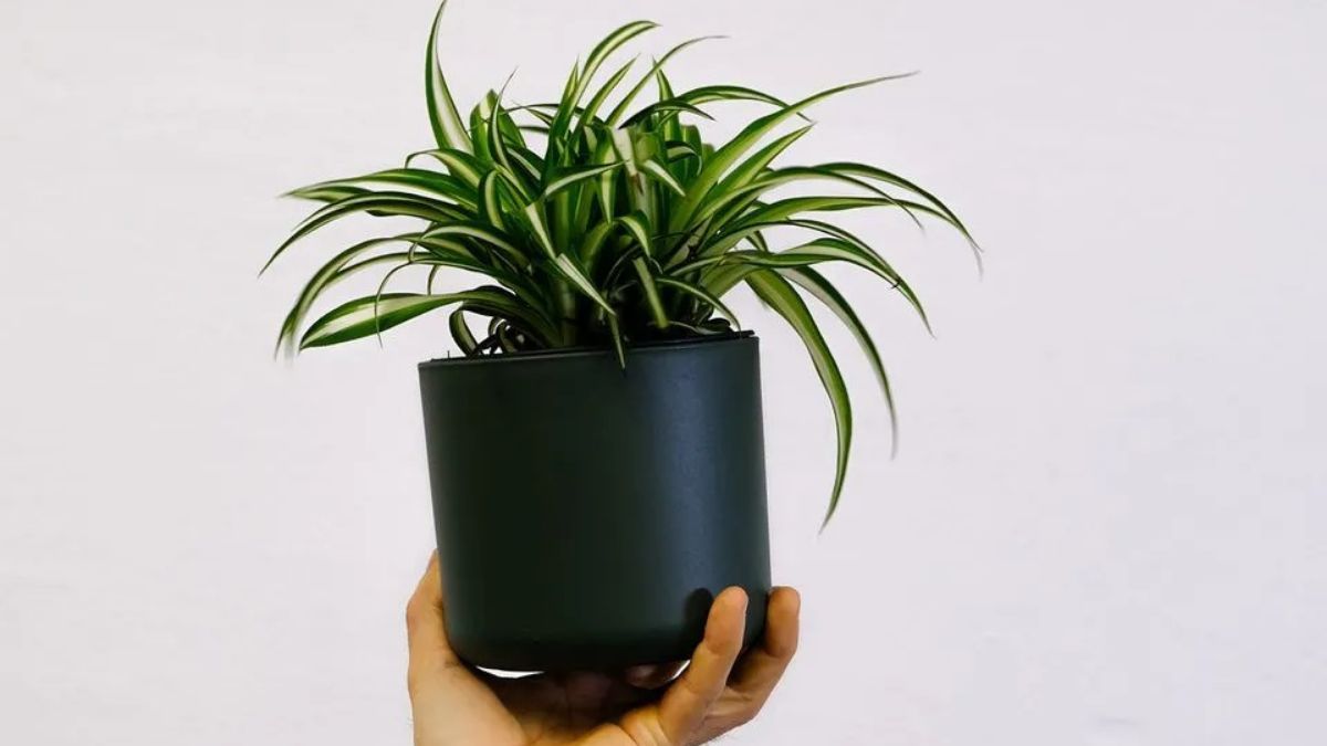 Какое растение хорошо очищает воздух в квартире