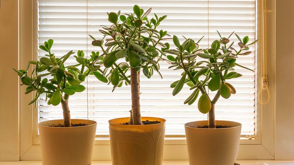 Чим підживити грошове дерево Чим підживити грошове дерево