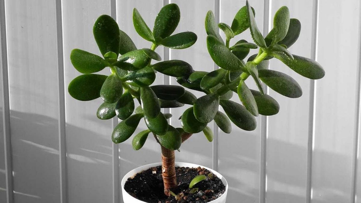 Денежное дерево Денежное дерево