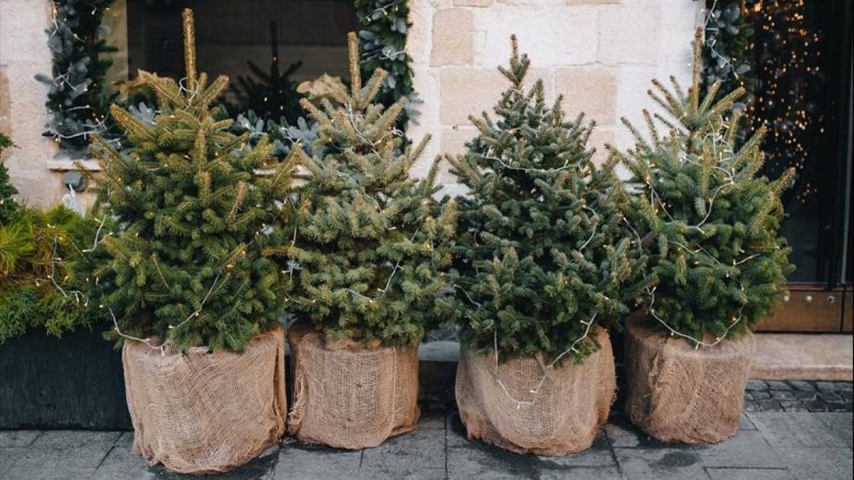 Как часто нужно поливать елку, которую купили в горшке Как часто нужно поливать елку, которую купили в горшке