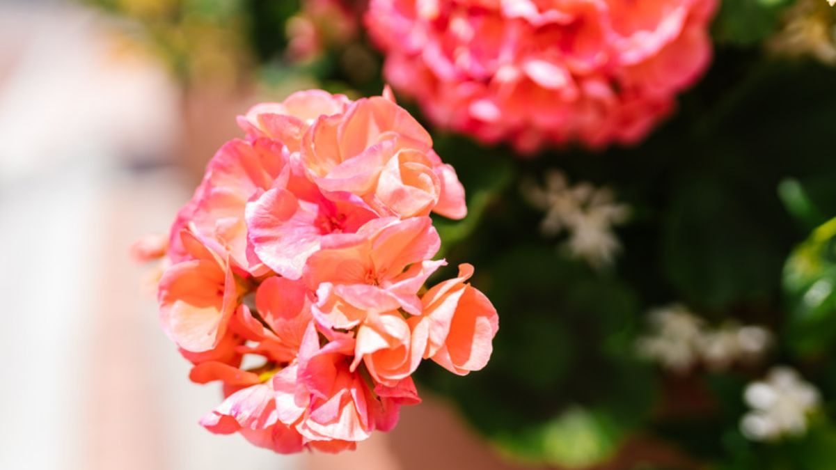 Догляд за геранню взимку Догляд за геранню взимку