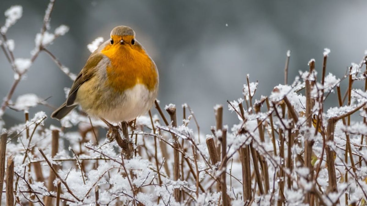 День зимового сонцестояння 2023 День зимового сонцестояння 2023