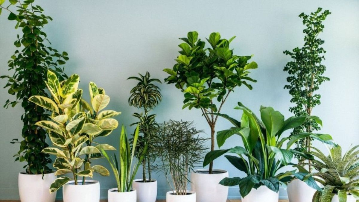 Кімнатні рослини, які не для спальні Кімнатні рослини, які не для спальні