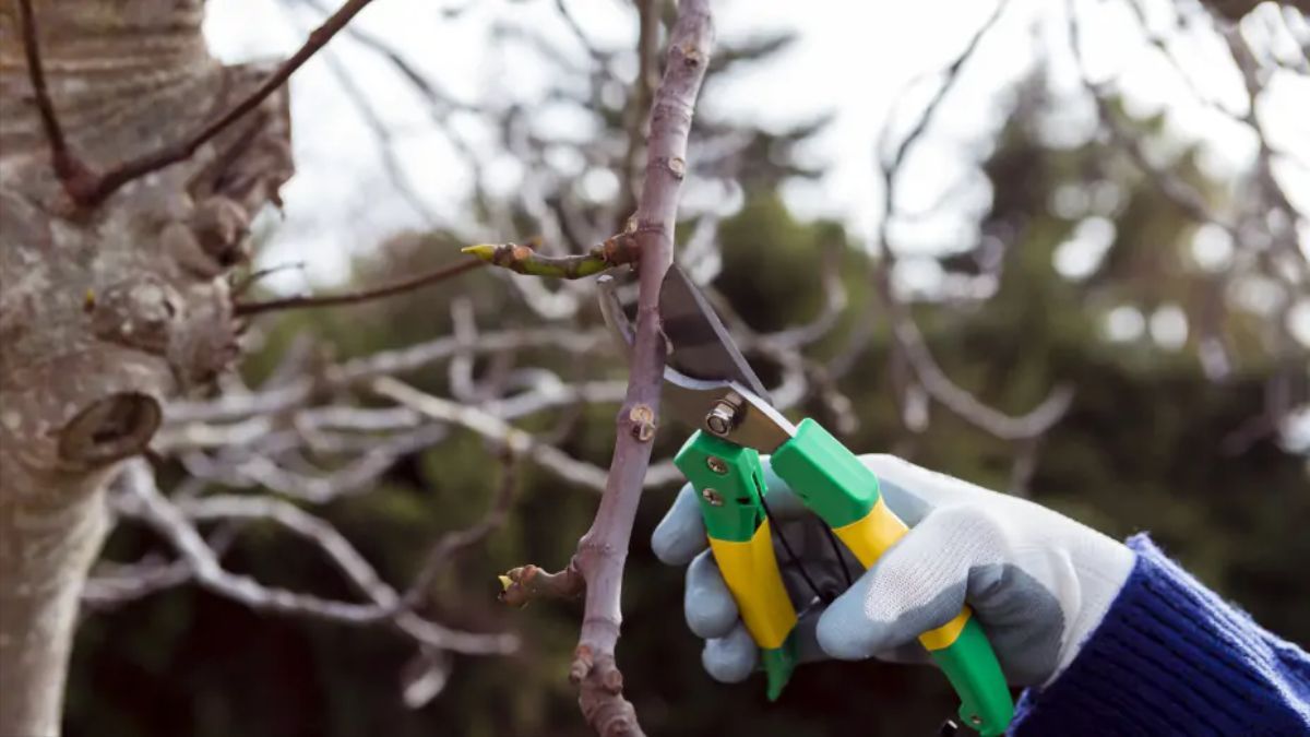 Обрізка дерев і кущів взимку Обрізка дерев і кущів взимку
