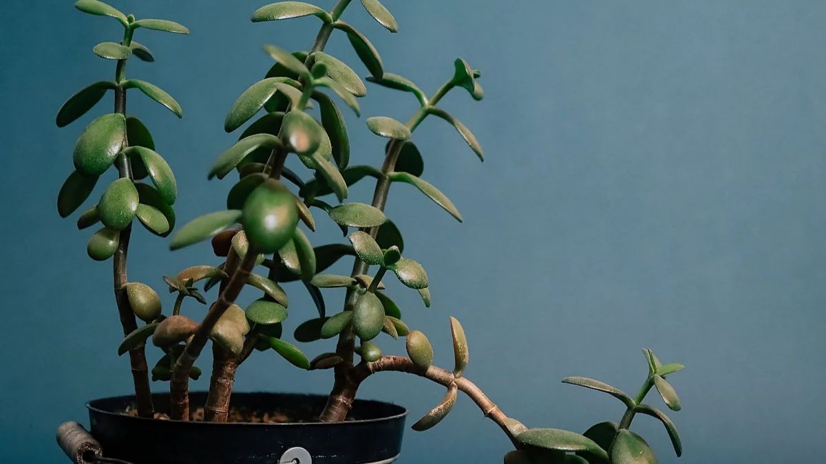 Денежное дерево Денежное дерево