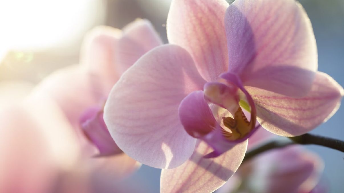 Удобрения для орхидеи