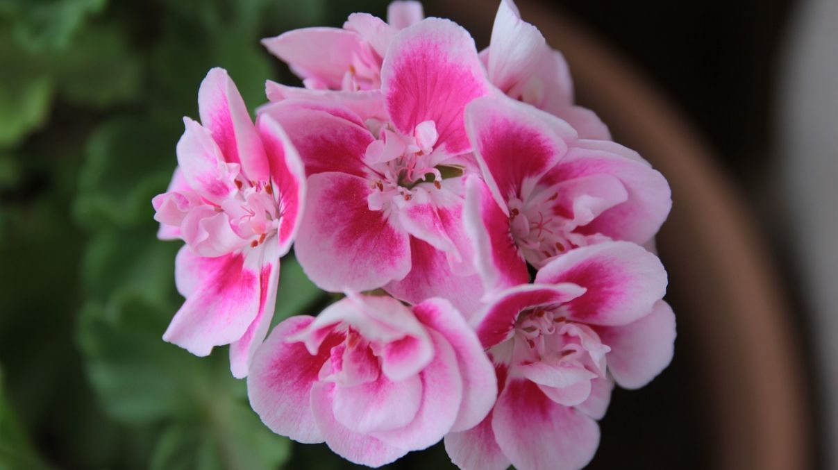 Герань зимой Герань зимой