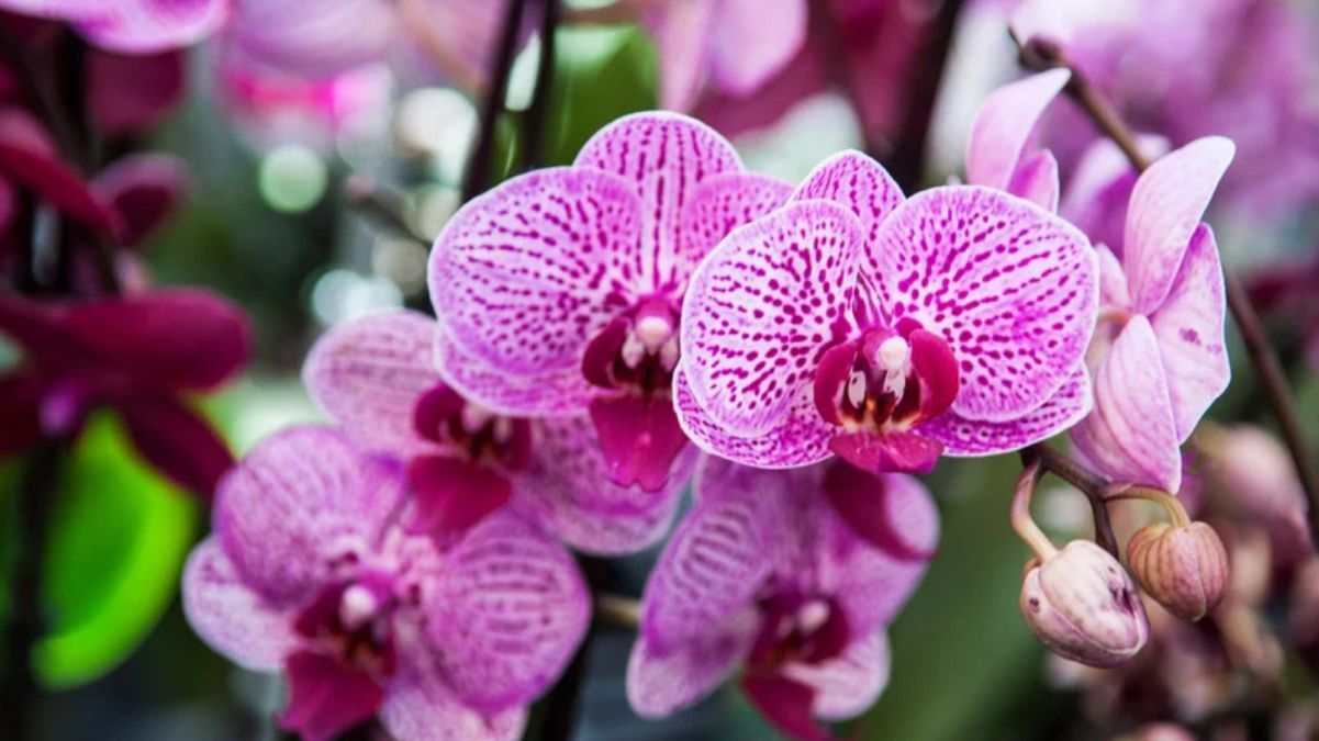 Какие орхидеи дольше всего цветут