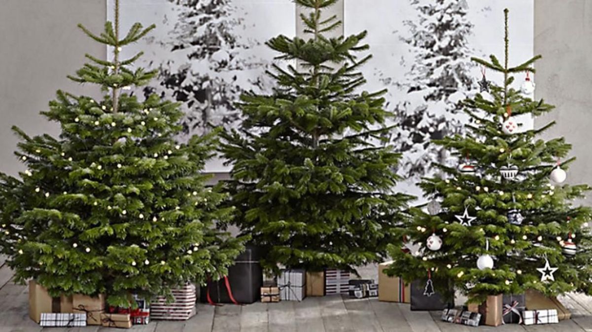 Живая елка Живая елка