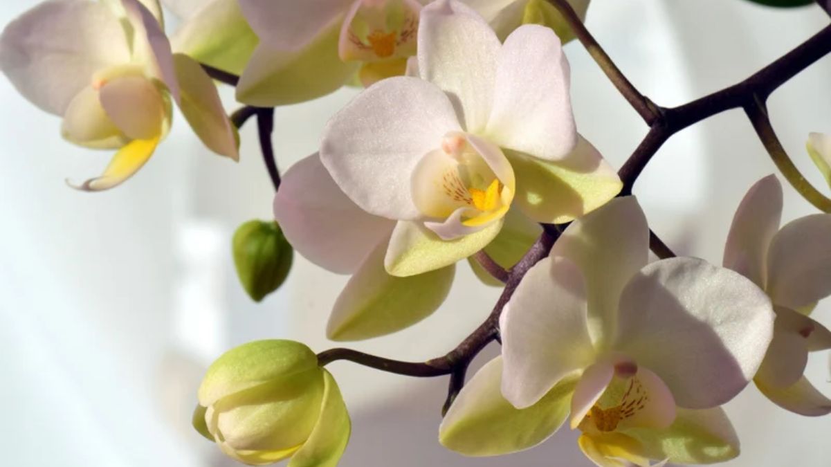 Яку землю любить орхідея