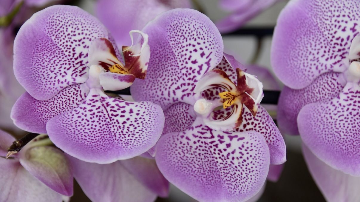 Чому в орхідеї жовтіє листя Чому в орхідеї жовтіє листя