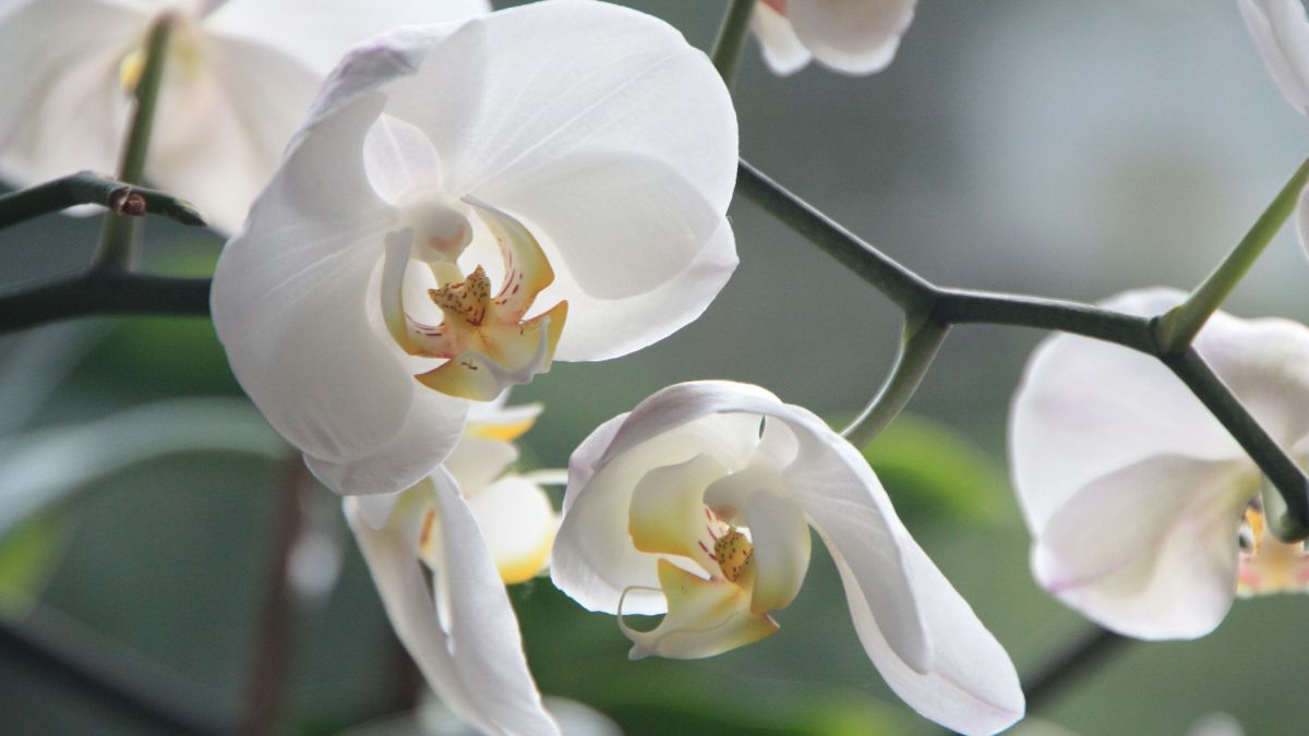 Як врятувати орхідею 