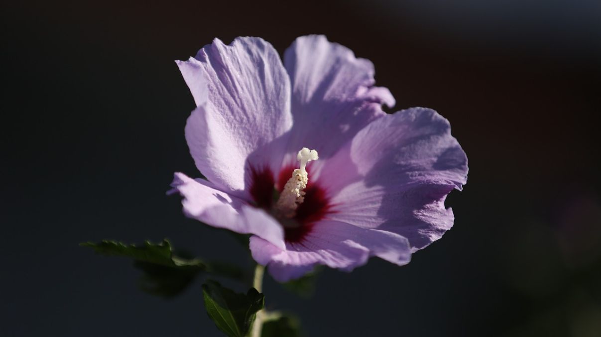 Гибискус – китайская роза Гибискус – китайская роза