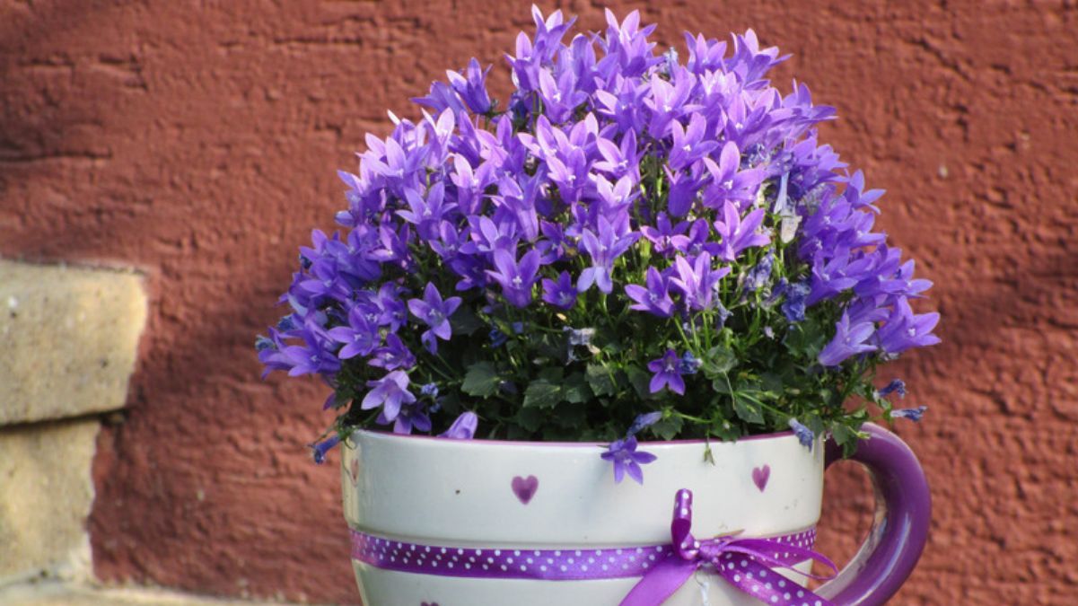 Як правильно поливати фіалки Як правильно поливати фіалки