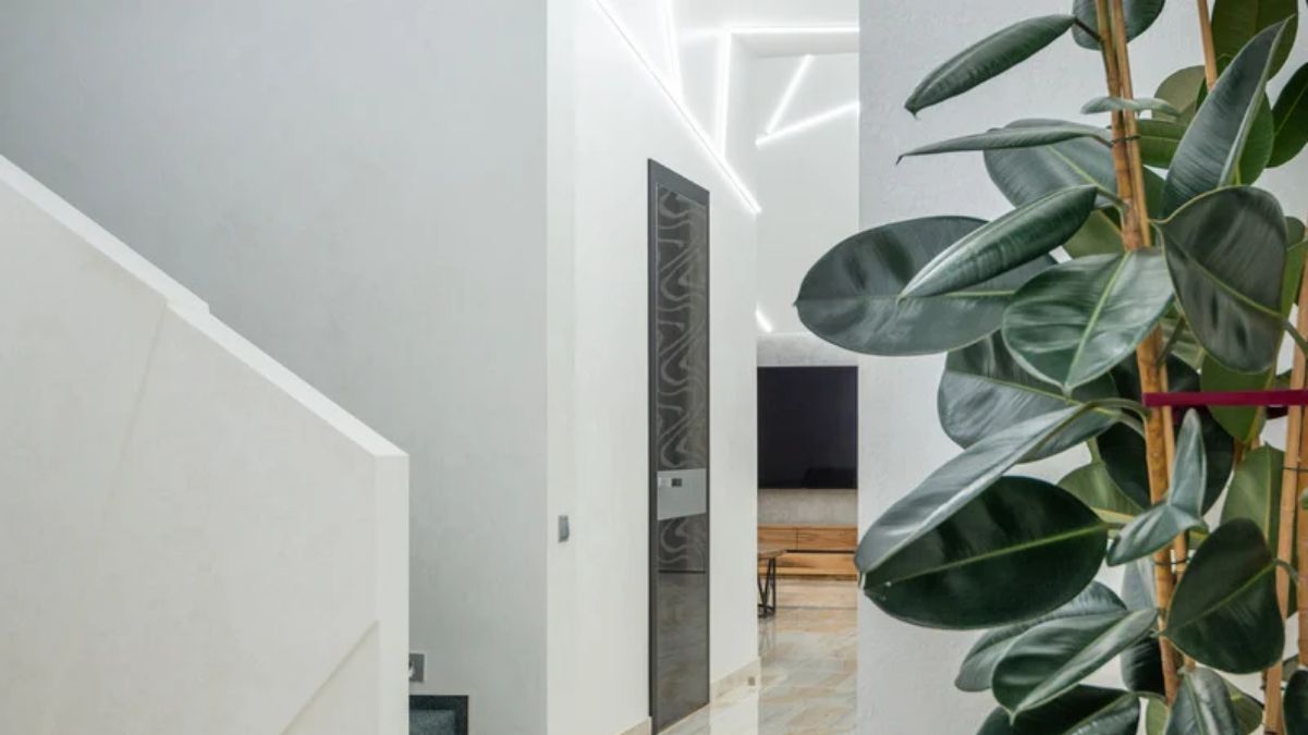 Фикус притягивает удачу Фикус притягивает удачу