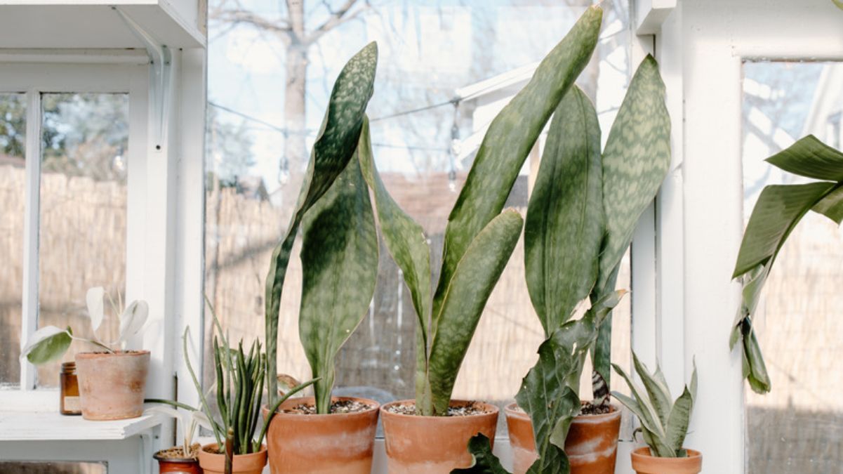 Драцена дома Драцена дома