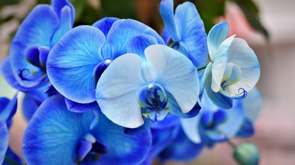 Уход за орхидеей Уход за орхидеей