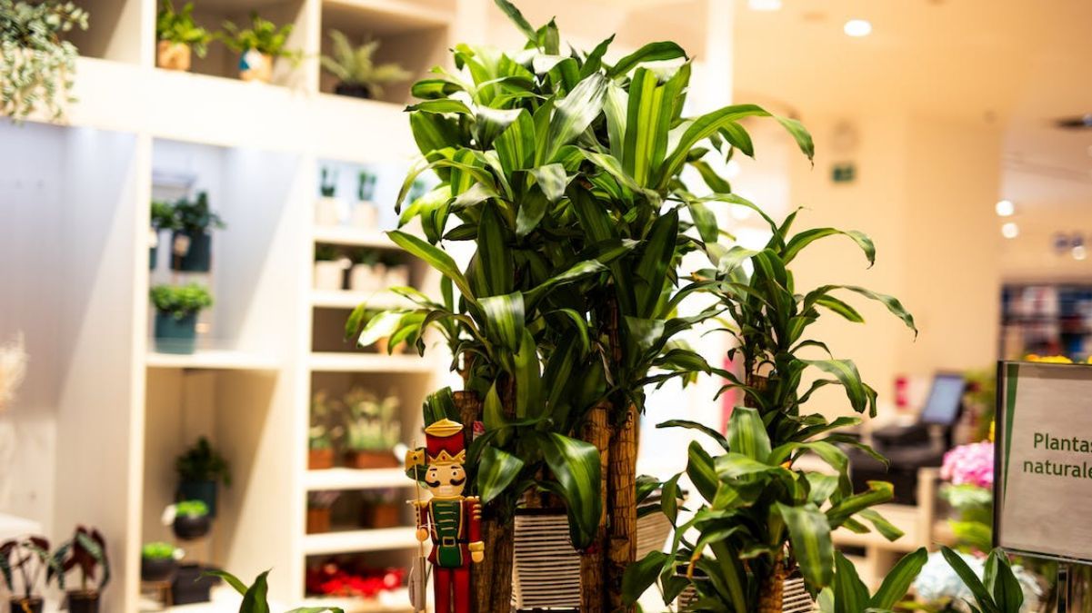 Как правильно ухаживать за драценой Как правильно ухаживать за драценой