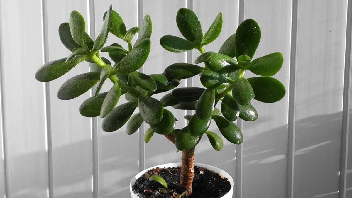 Денежное дерево Денежное дерево