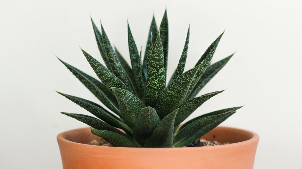 Алое – кімнатна рослина Алое – кімнатна рослина