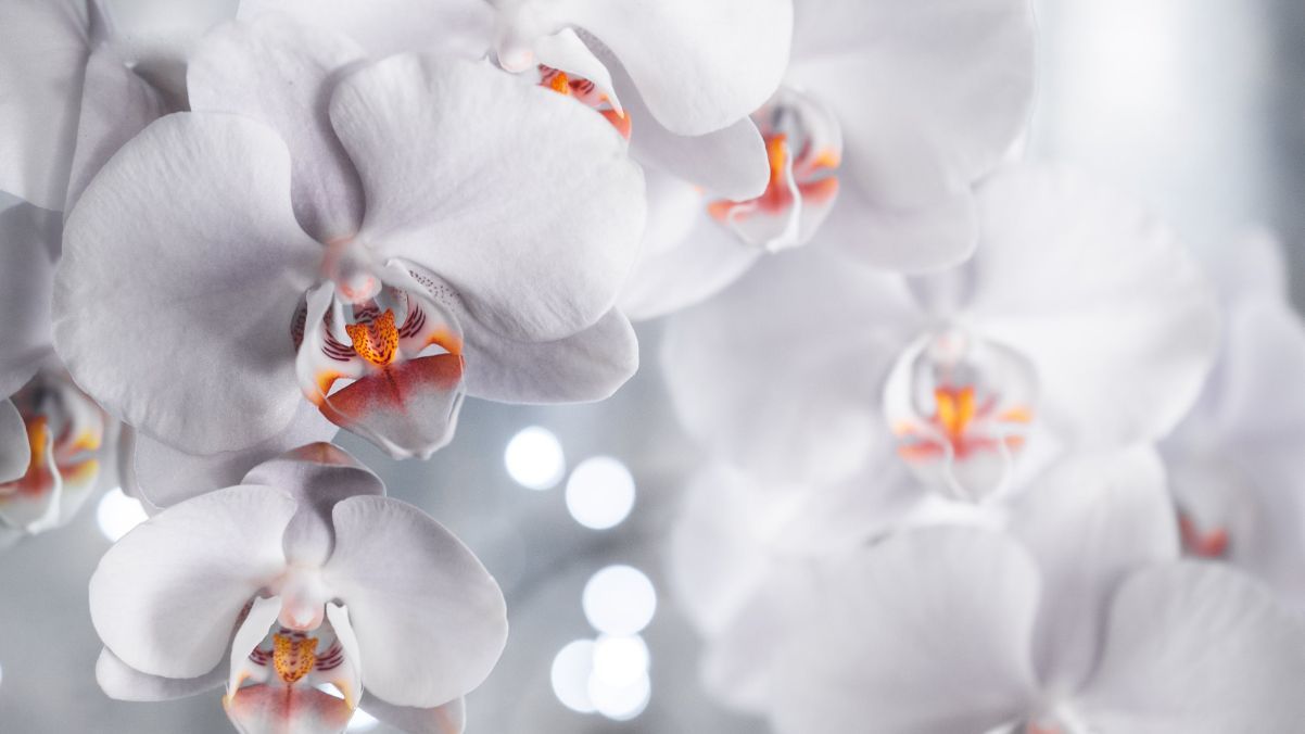 Почему листья орхидеи становятся мягкими