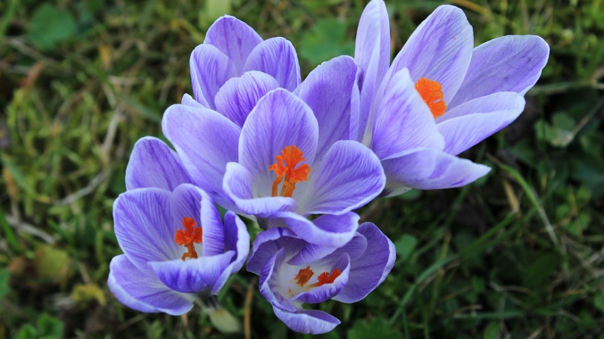 Що робити, якщо фіалка не цвіте Що робити, якщо фіалка не цвіте