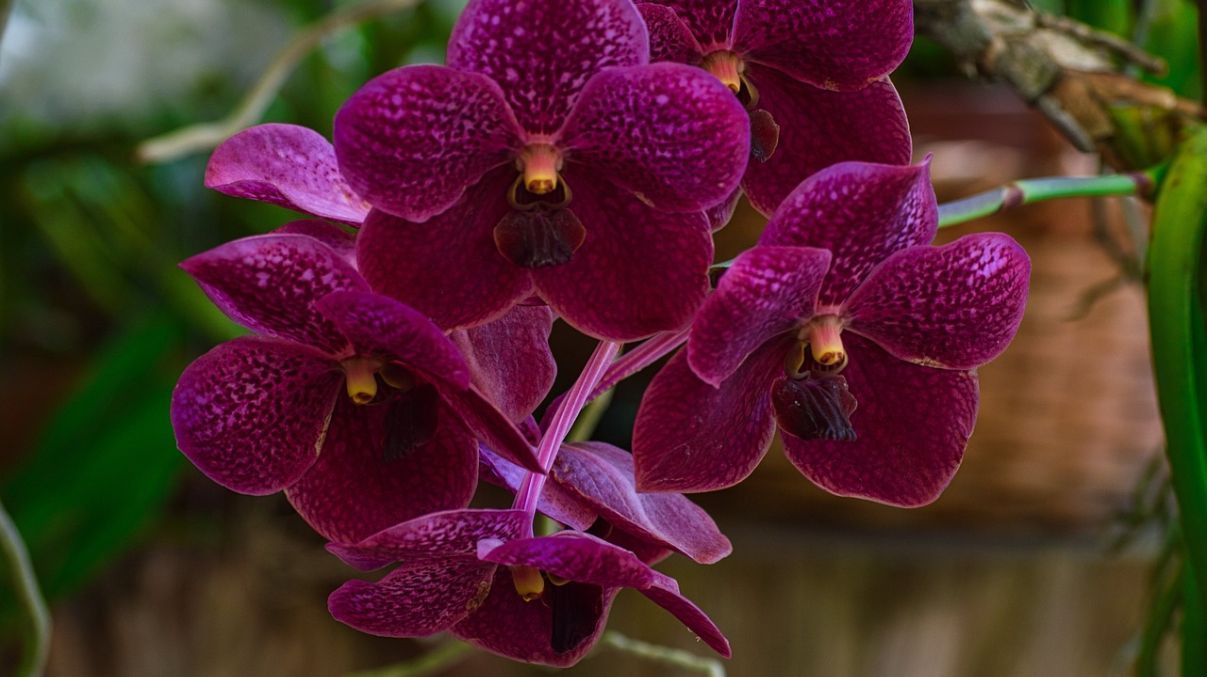 Що не любить орхідея Що не любить орхідея