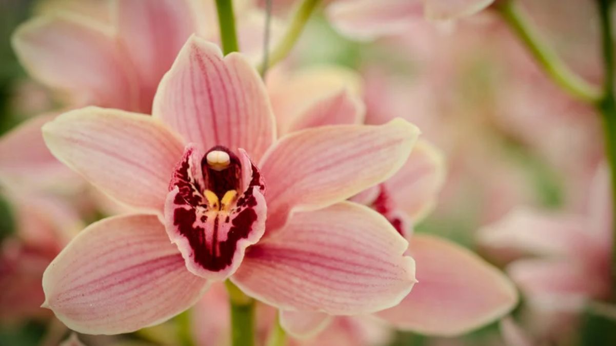 Як часто треба поливати орхідею 
