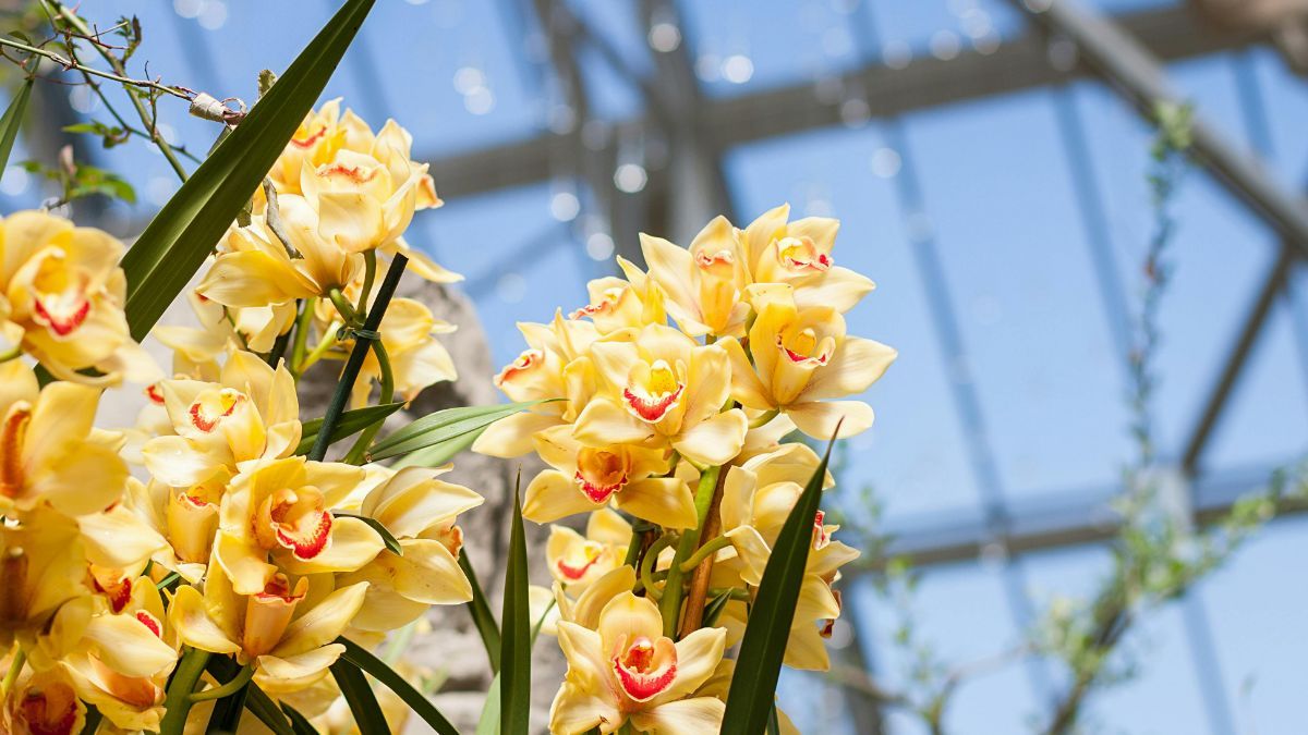 Что делать, если орхидея увядает
