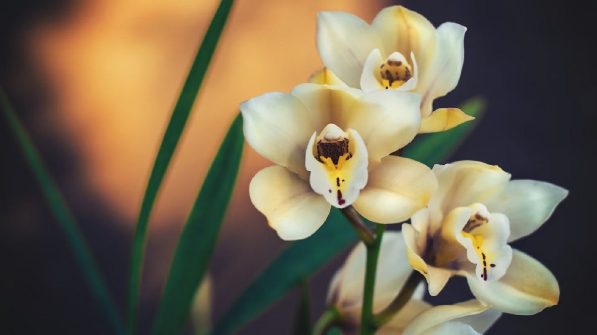 Яка вода підходить для орхідеї Яка вода підходить для орхідеї