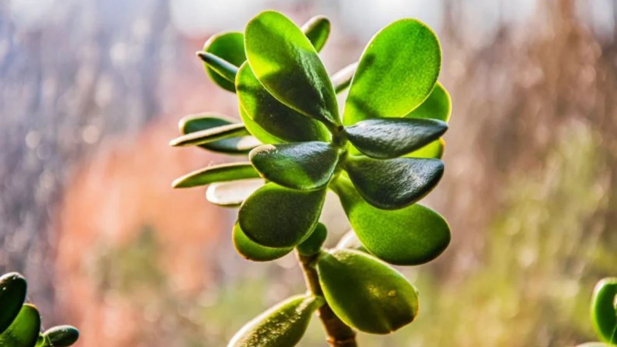 Денежное дерево Денежное дерево