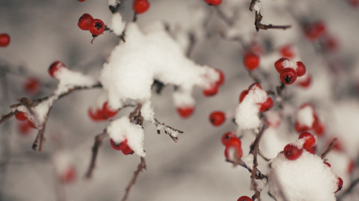 Смородина взимку Смородина взимку