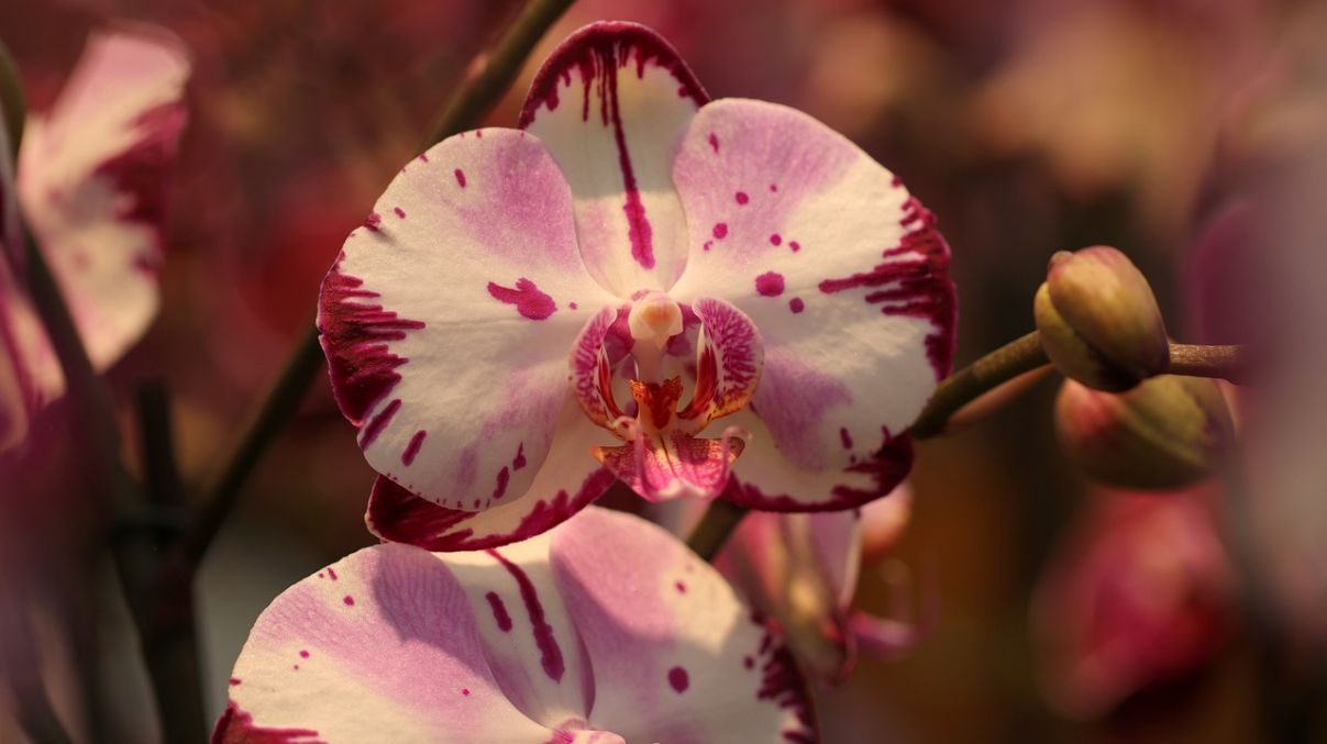 Красива орхідея