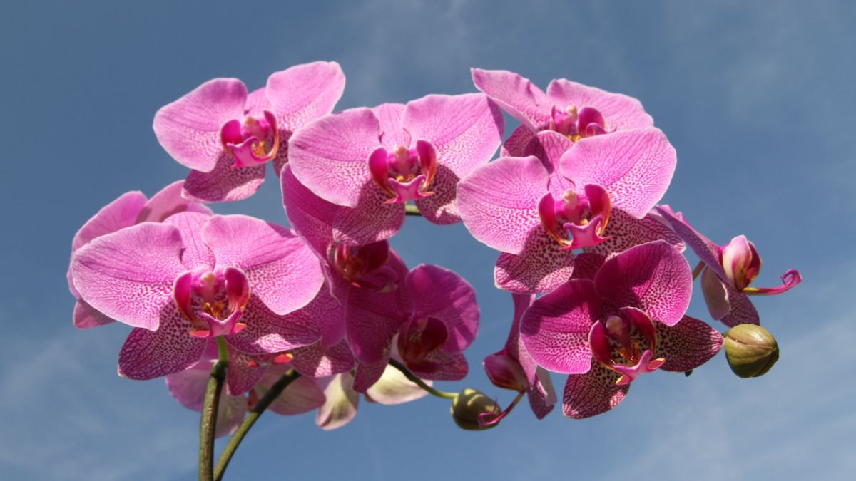 Чому орхідея не цвіте 