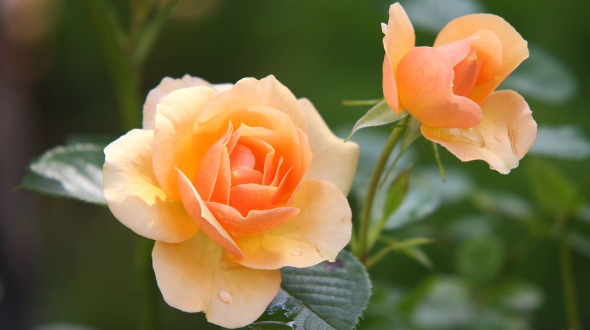 Цветы со стойким ароматом Цветы со стойким ароматом