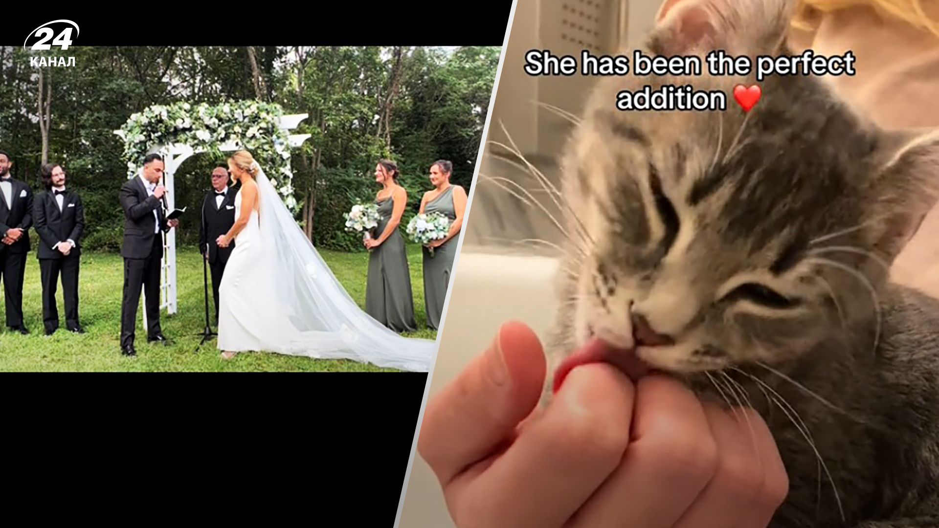 Вуличний котик зірвав церемонію Метта та Кари - що сталося далі Вуличний котик зірвав церемонію Метта та Кари - що сталося далі