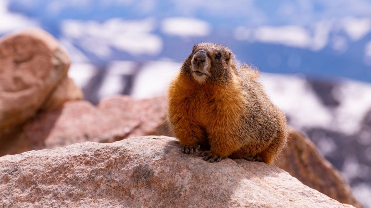 День сурка 2024 День сурка 2024