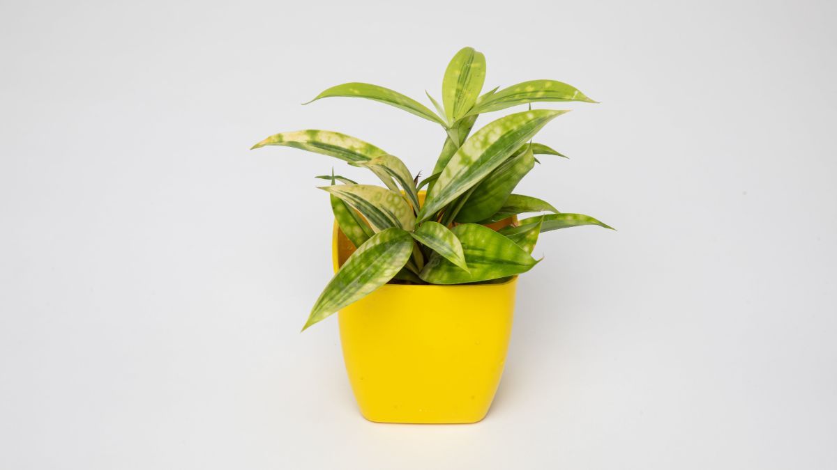 Уход за драценой Уход за драценой