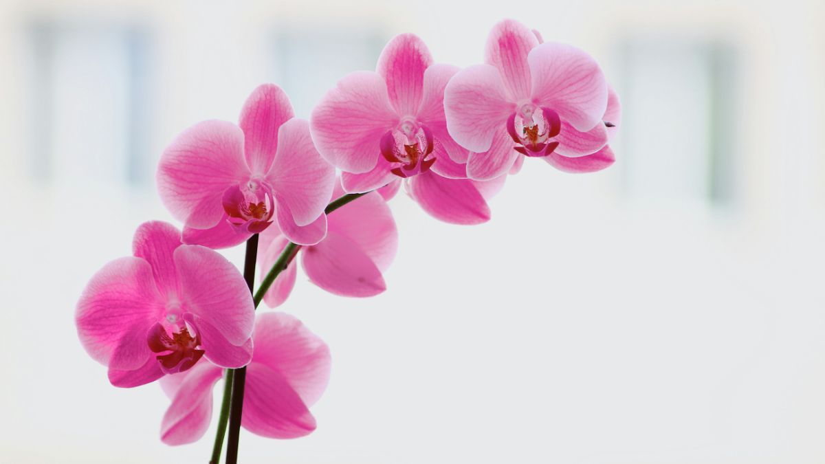 Какое удобрение приготовить для орхидеи
